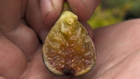 LSU Purple Fig - Gold Gardening