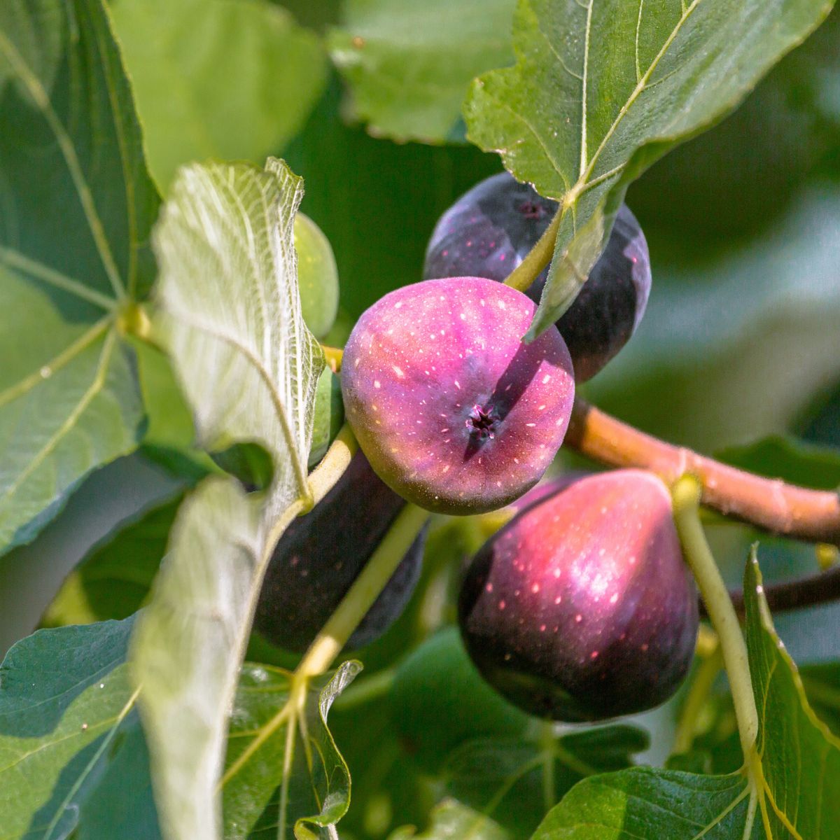 LSU Purple Fig - Gold Gardening