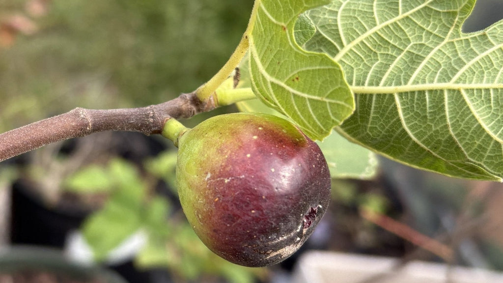 LSU Purple Fig - Gold Gardening