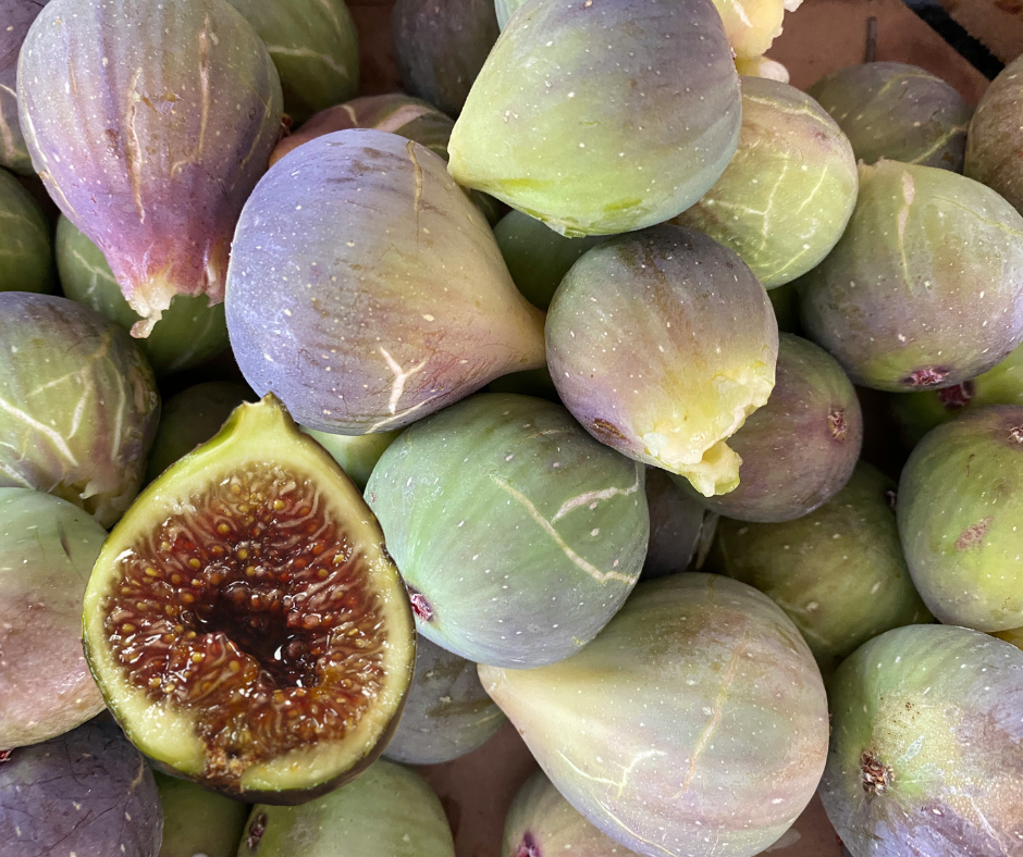 Magnolia Fig - Gold Gardening