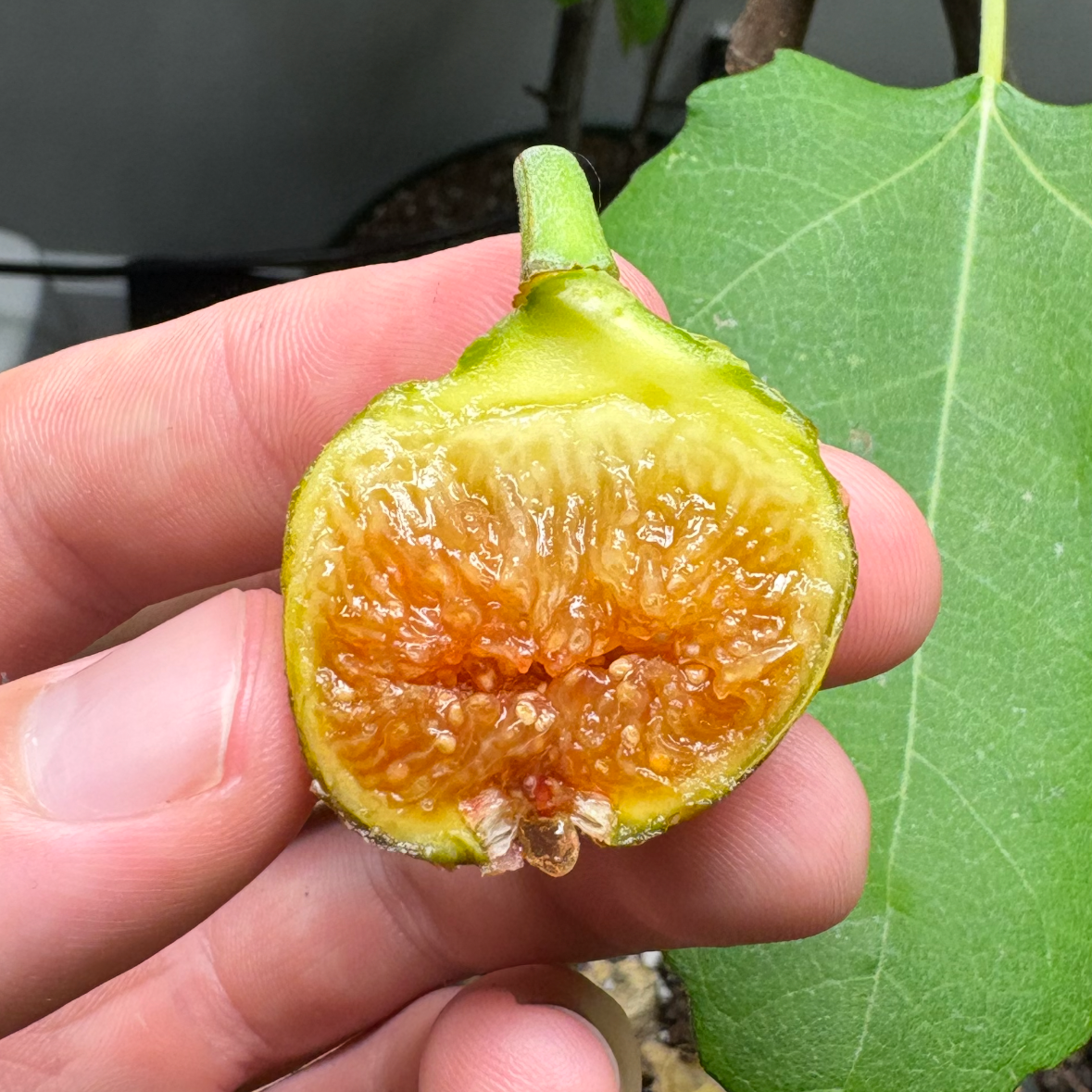 Marseille Fig - Gold Gardening