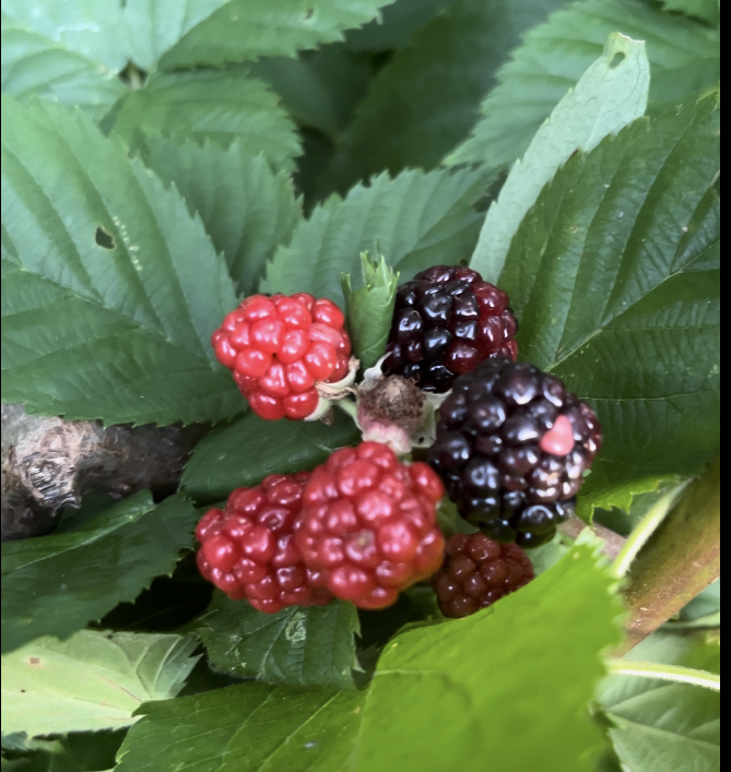 "Chester" Blackberry (Thornless)