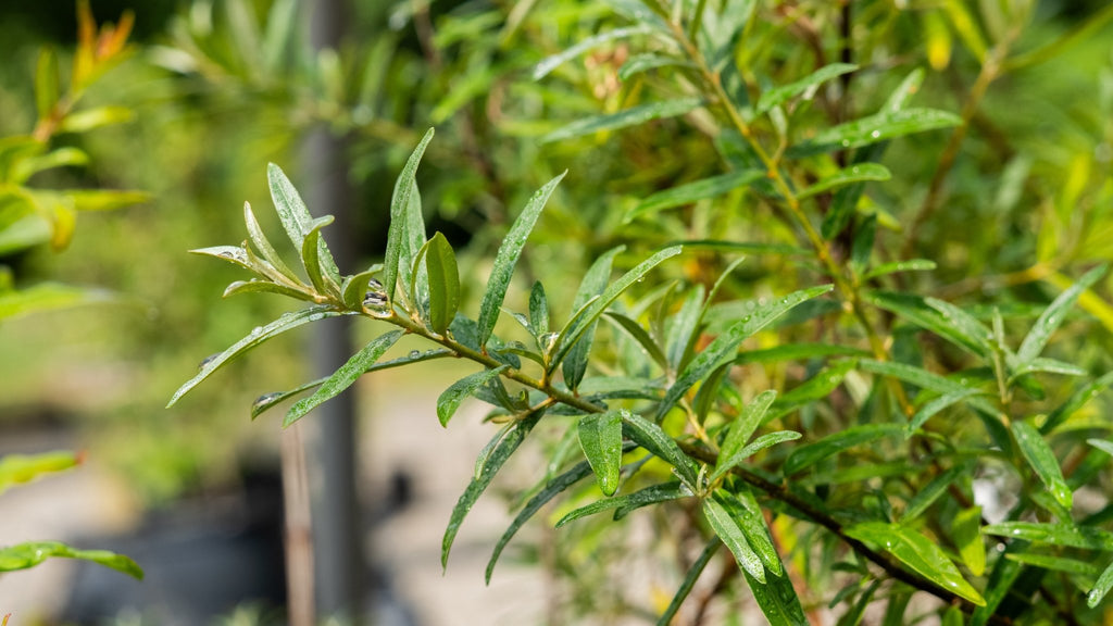 "Patty" Sea Buckthorn - Gold Gardening
