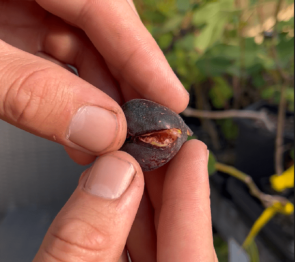 Petite Negra Fig - Gold Gardening