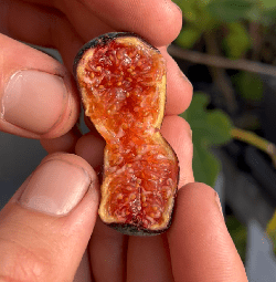 Petite Negra Fig - Gold Gardening