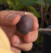 Petite Negra Fig - Gold Gardening