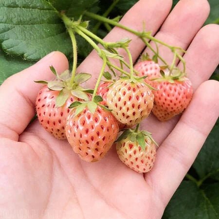 "Pineberry" Pineapple Strawberry - Gold Gardening