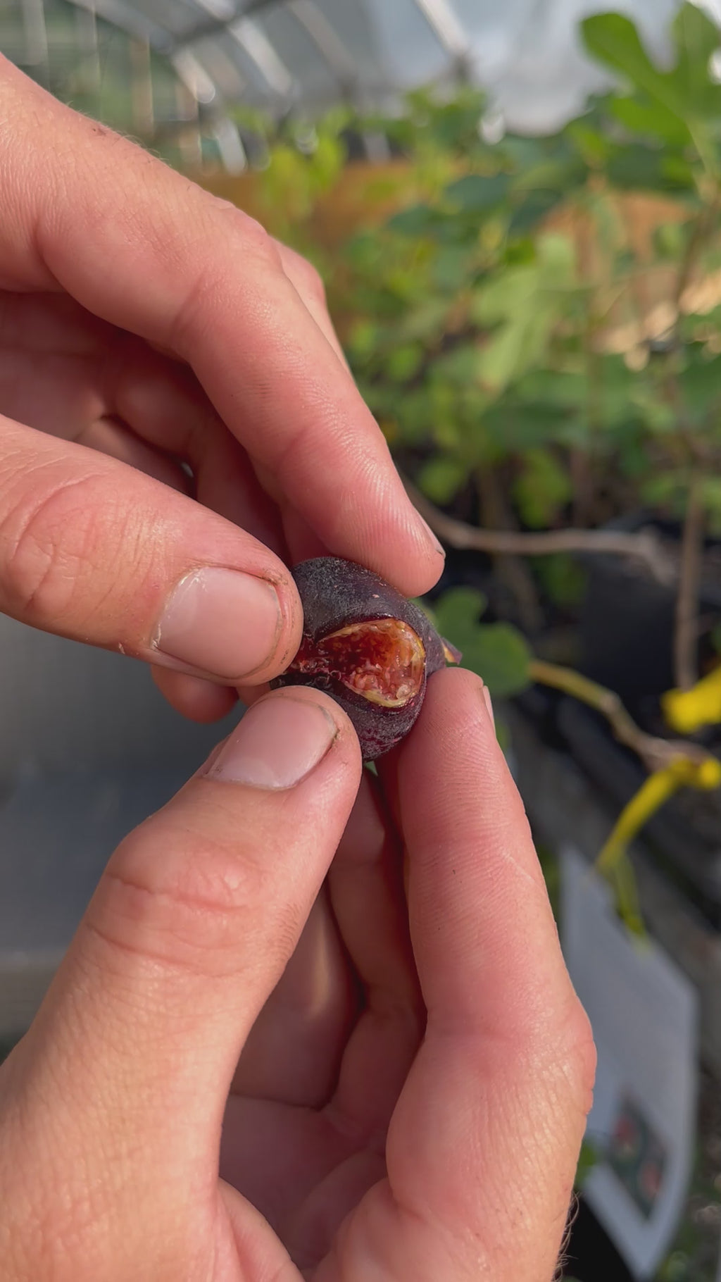 Petite Negra Fig