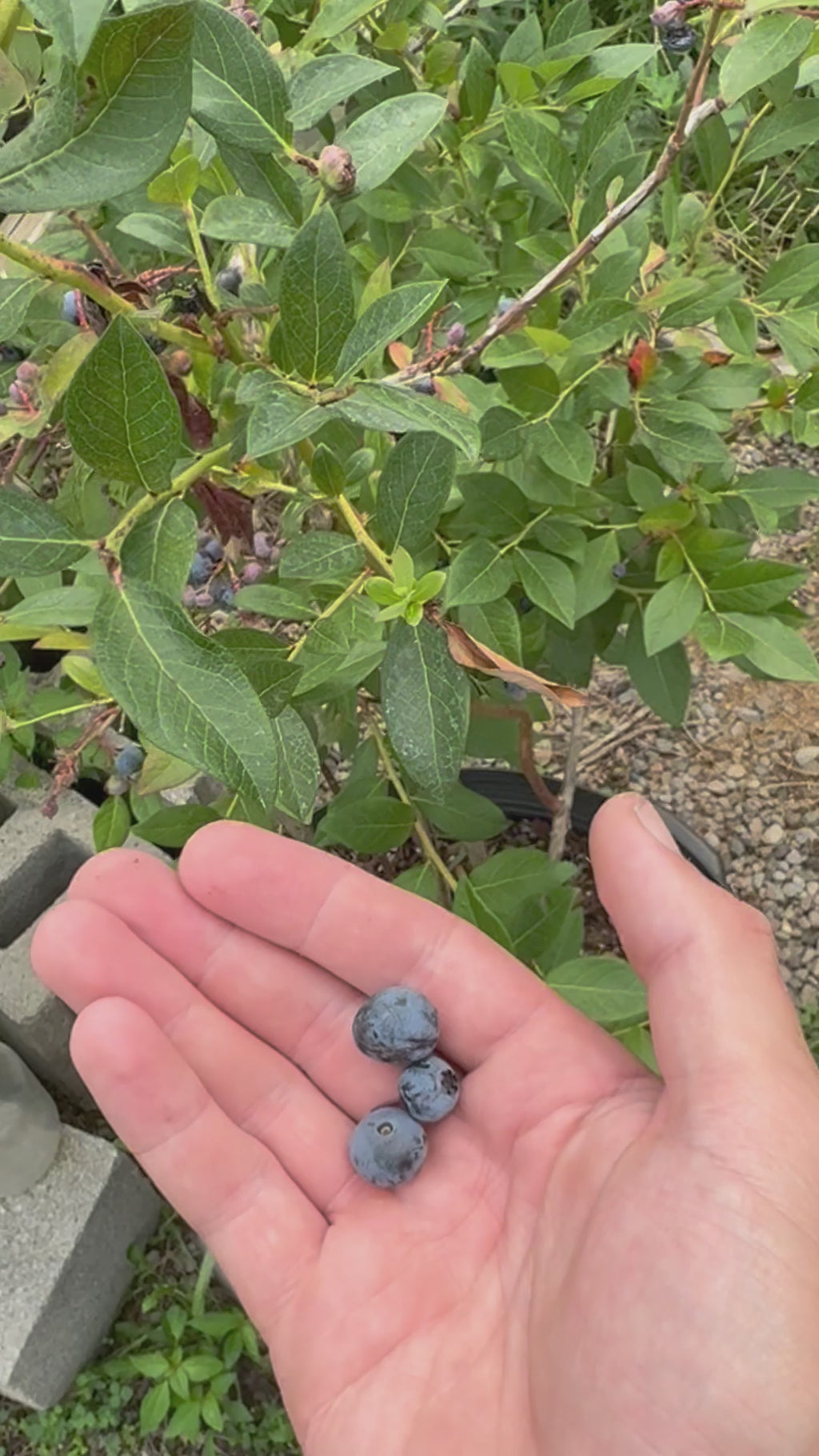 Elizabeth Blueberry