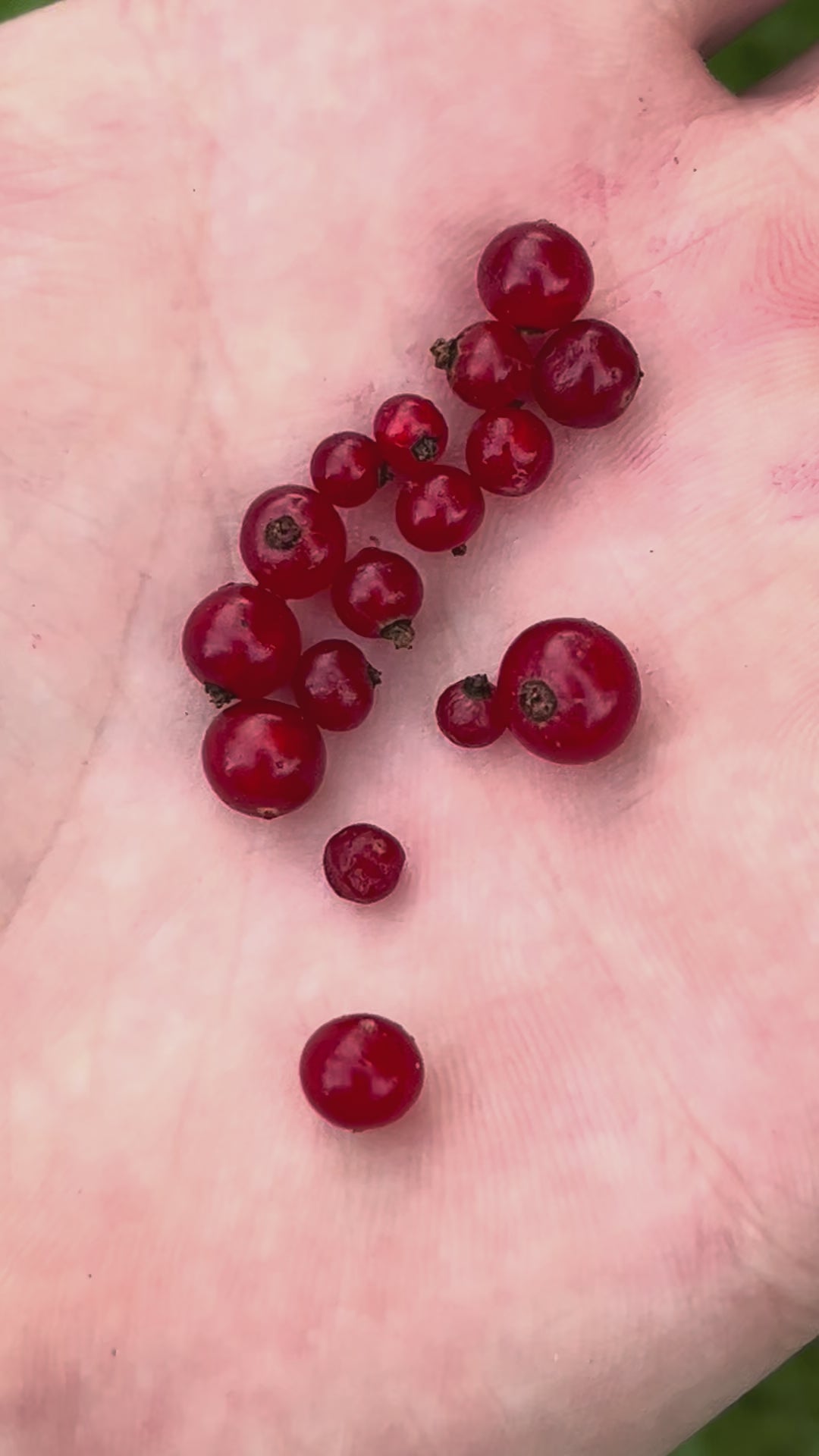 "Jonkheer Van Tets" Red Currant