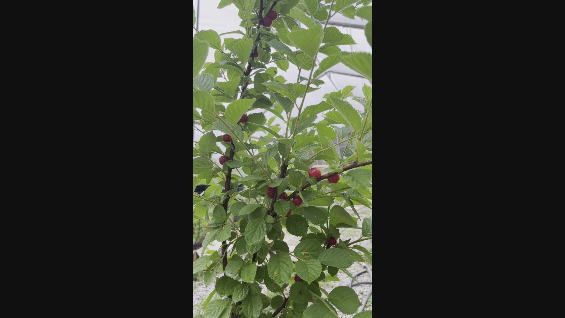 "Cheropugy" Red Nanking Cherry