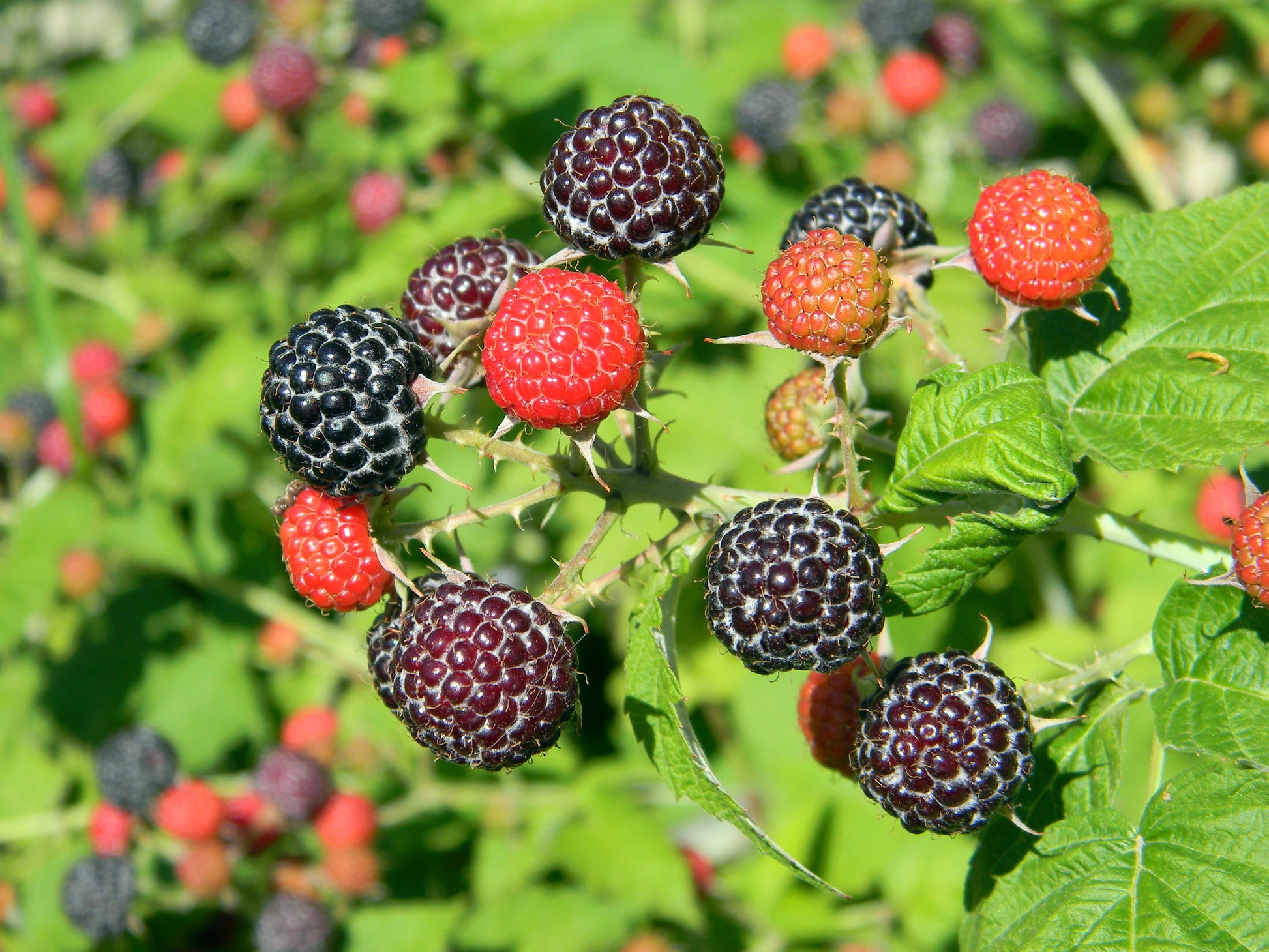 "Black Delicious" Black Raspberry