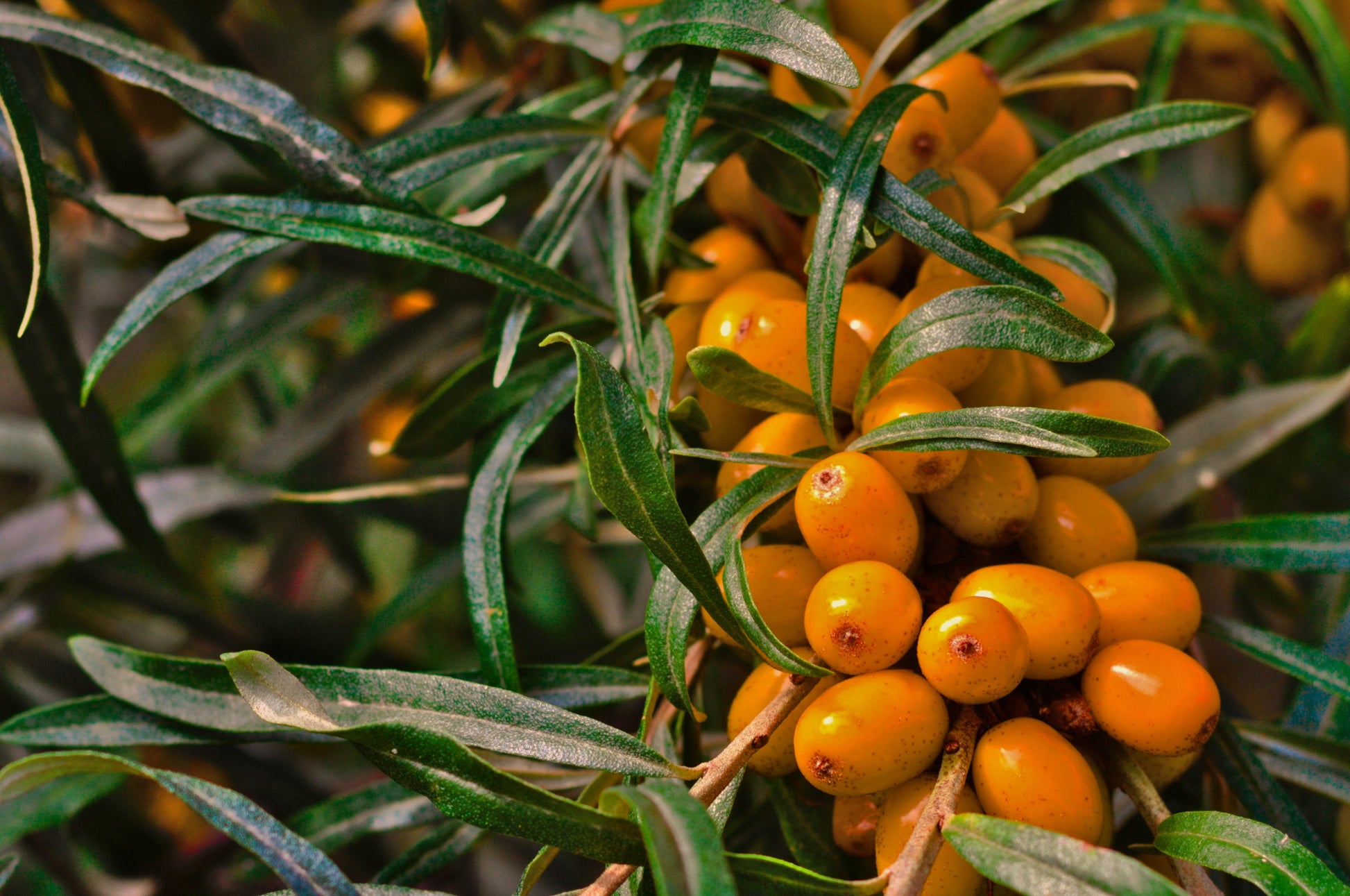 "Patty" Sea Buckthorn