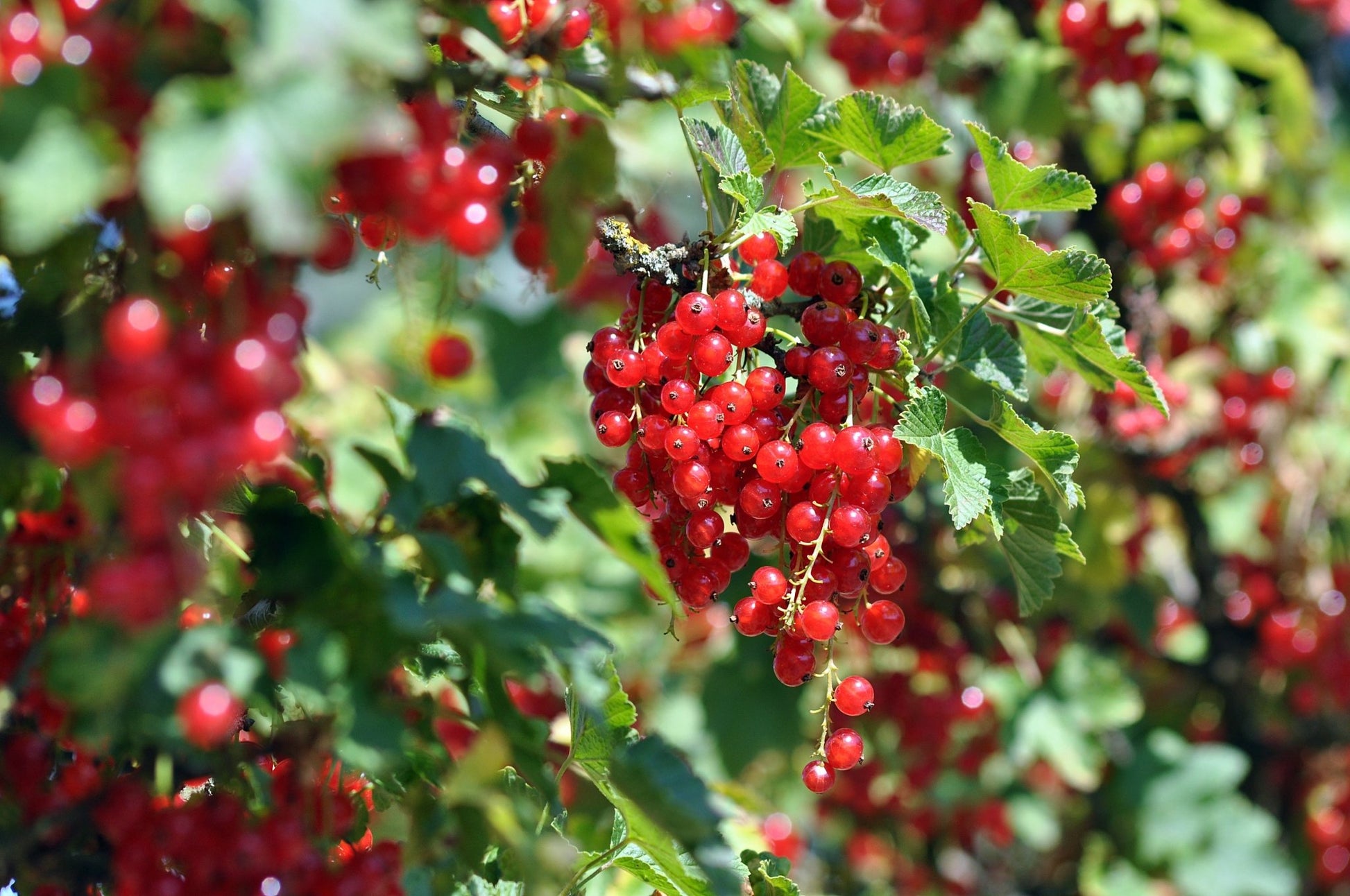 "Tatran" Red Currant - Gold Gardening