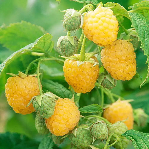 "Anne" Golden Raspberry