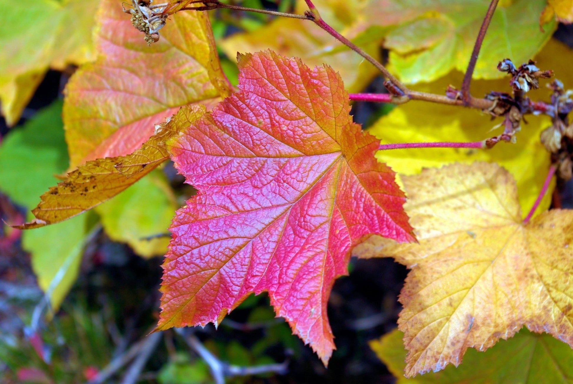 THIMBLEBERRY - Gold Gardening