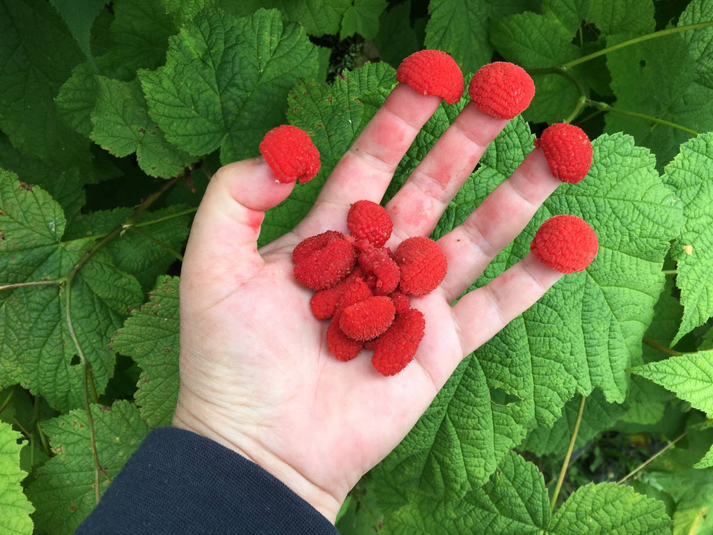 THIMBLEBERRY - Gold Gardening
