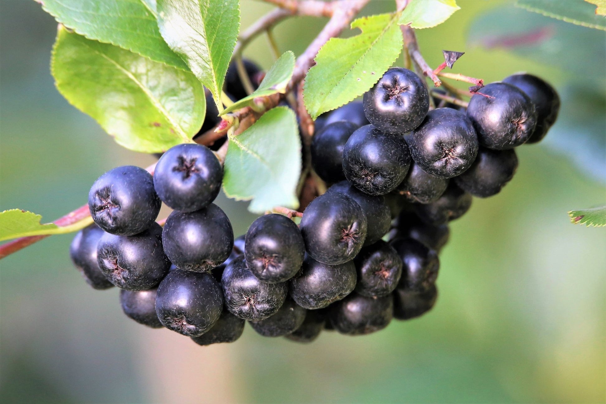 Viking Aronia - Gold Gardening