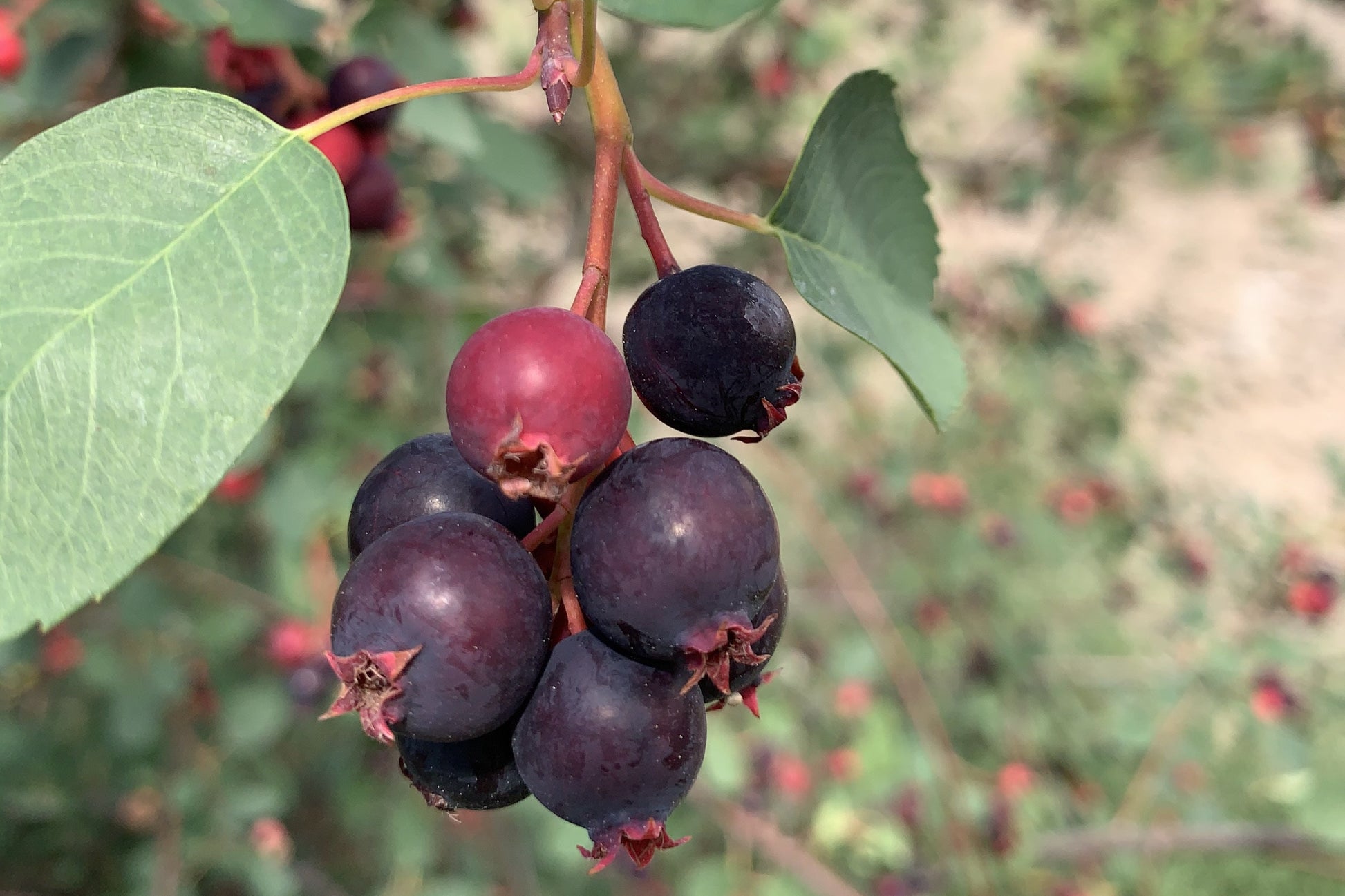 "Jennybelle" Juneberry / Saskatoon / Serviceberry